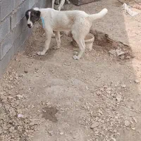 کوچوک افغان