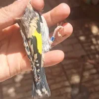 جوجه سهره متولد قفس دورگ رسمی