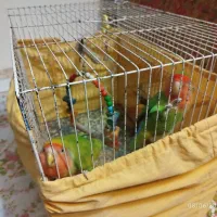 جفت طوطی برزیلی با جوجه
