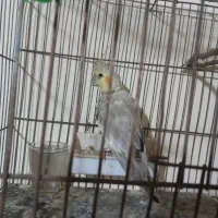 عروس هلندی