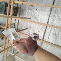 کبوتر شمرونی