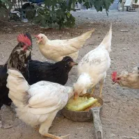مرغ تخمگذار