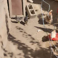 جوجه مرغ محلی