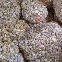 سیر شهداد قیمت فقط ۱۳۰