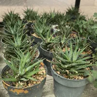 واگزاری گل و گیاه/ درختچه / بونسای