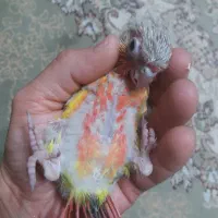 طوطی گرینچیک سرلاکی