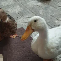 دو عدد اردک ماده 5ماهه