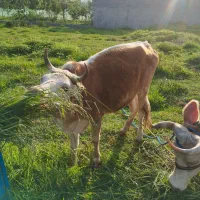 گاو لیشه