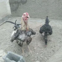 خروی لاری اصل