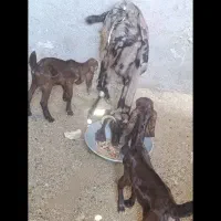 بز پلنگی