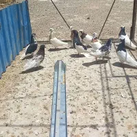 کبوتررنگی