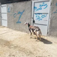 شیشک پلنگی