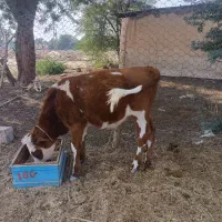 گاو و گوساله