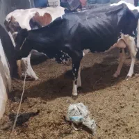 گاو دورگه