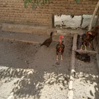 خروس لاری