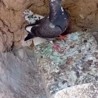 کفتر .