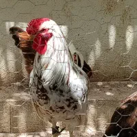 خروس|حیوانات مزرعه|همدان, |دیوار