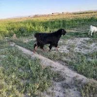 بز نر چاق