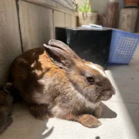 خرگوش‌ ماده قهوه ای
