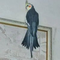 هلندی نر و ماده