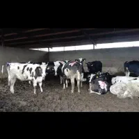 تلیسه آبستن پنج ماهه