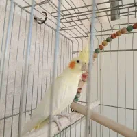 عروس هلندی جفت