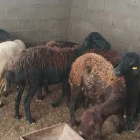 گوسفند