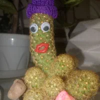 فروش کاکتوس فانتزی و غیره / اصل کاکتوس فانتزی