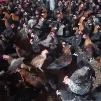 جوجه مرغ و خروس محلی