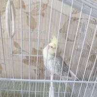 عروس هلندی باقفس