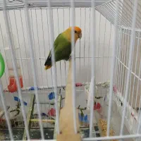 برزیلی نر اهلی