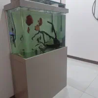 آکواریوم و دیسکس