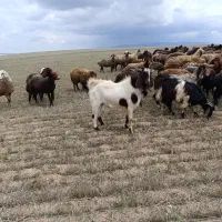 بز نر تکه