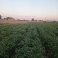 کاشت آنغوزه. کما