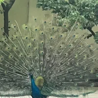 تخم نطفه دار طاووس هندی-مصری
