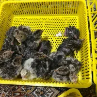 جوجه بوقلمون