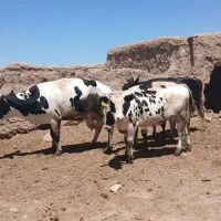 گاو