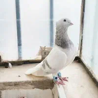 نر کاغذی دم سفید آس