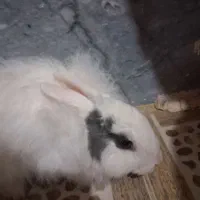 خرگوش به فروش میرسد
