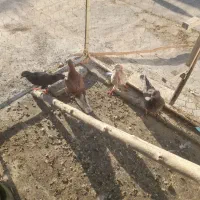 جوجه کبوتر