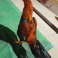 خروس لاری