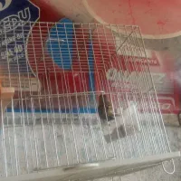 سهره قناری ماده