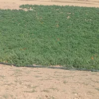 فروش گوجه درجه یک