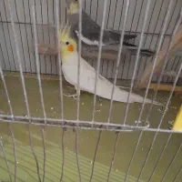 عروس هلندی