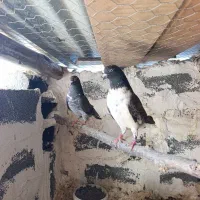 کبوتر،پرنده،سوسکی یاقاره دمسفیده،گرگی دم سفید،طوقی