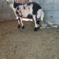 بره قوچ پلنگی فریمان