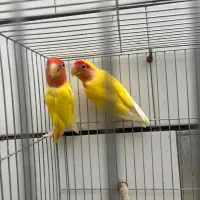 طوطی کوتوله