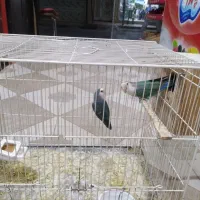 طوطی کوتوله