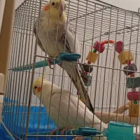 عروس هلندی نر و ماده