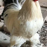فروش مرغ برهما